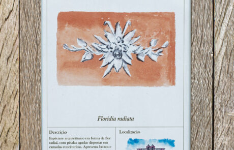 proj-3-herbarium-architectonicum-3